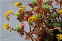 15bc934e-IMG_1078sedum palmeri.jpg